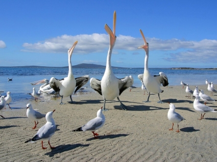 Bettler Pelikane und Möwen Tapete Vögel Tiere