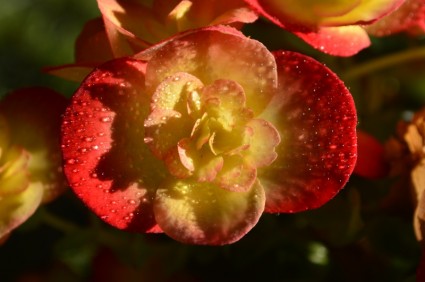 زهرة نبات البغونيه