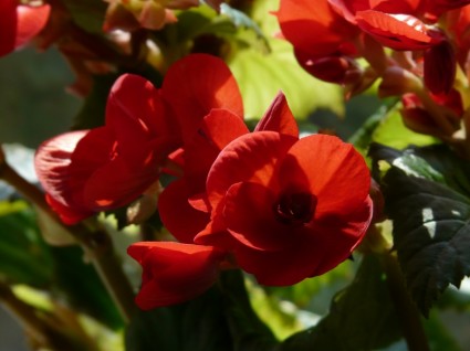 Begonia schiefblatt incliner plante feuille