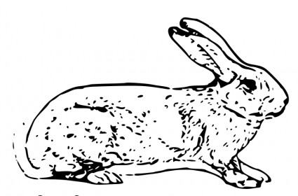 Belgian Rabbit