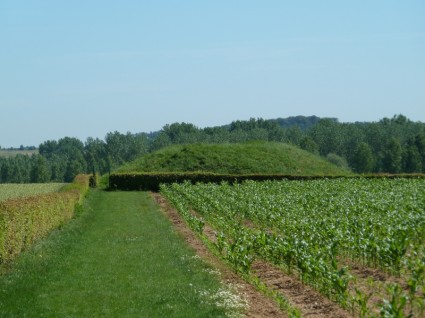ベルギー風景トウモロコシ