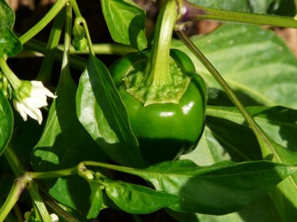 arbusto de pimienta de planta pimiento paprika