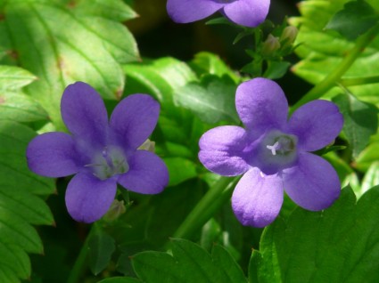 Bellflower bunga biru