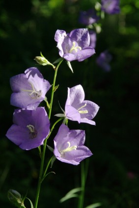 Bellflower bunga alam