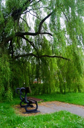 長凳和樹