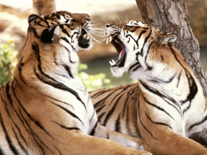 Tigres de Bengala papel de parede animais de tigres