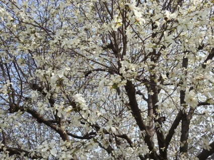beoc bunga musim semi kayu pohon