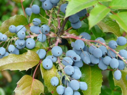bacche blu frutta