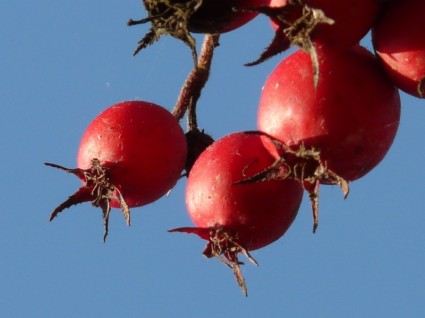 frutas de bagas vermelhas