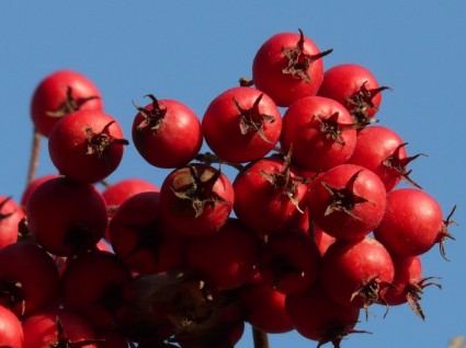 frutas de bagas vermelhas