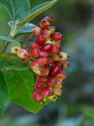 Beeren-fuzzy Schneeball-Früchte