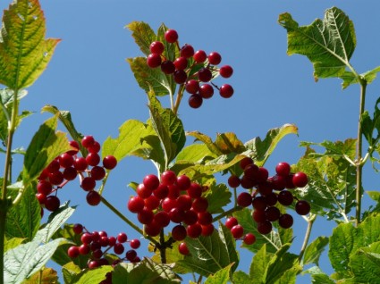 Berries biasa salju merah