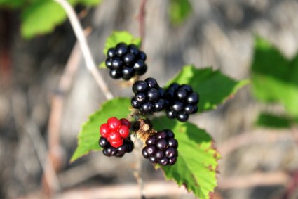 Berry màu đen blackberry