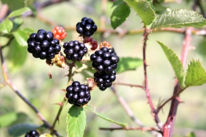 blackberry black berry