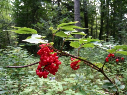 hutan Berry merah