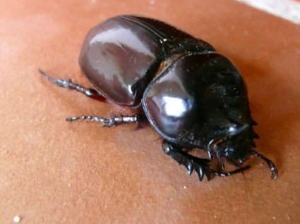 kumbang besar