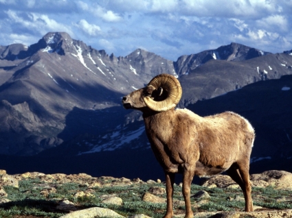 Big Horn Ram Colorado Wallpaper Colorado World