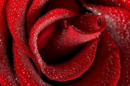 大きな赤いバラのクローズ アップ写真