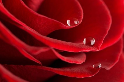 Big Red Roses Closeup Picture