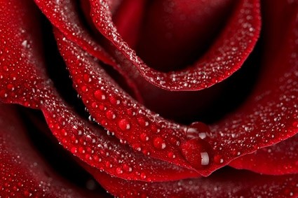 closeup imagen de grandes rosas rojas