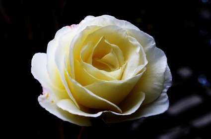 大きな白いバラ