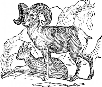 owiec Bighorn clipart