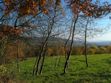 Herbst Birkenwald