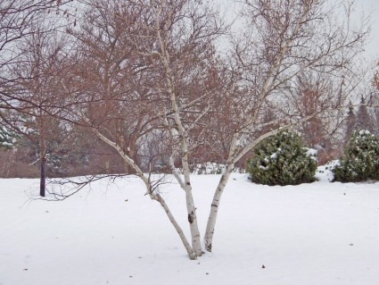 白樺樹