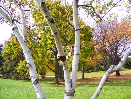 Birch pohon dan pohon lainnya