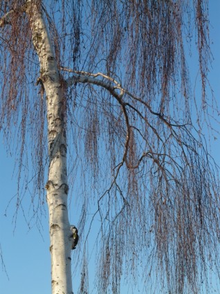 naturaleza de árbol de abedul