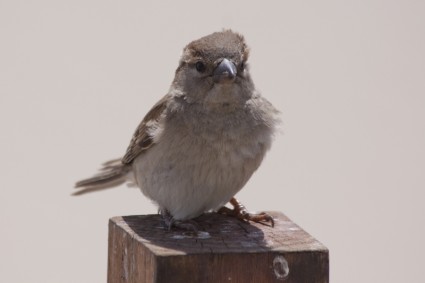 Bird Animal Sparrow