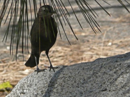 Vogel Tier Baum