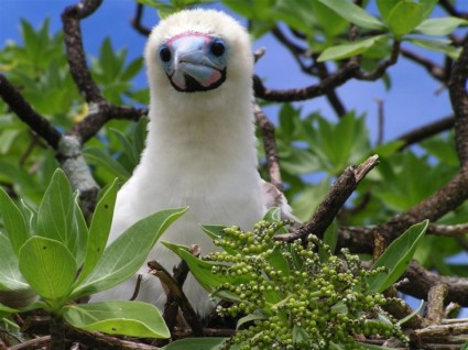 albero di uccello booby pulcino