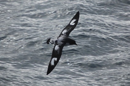 mar de Petrel-de-pássaro do cabo