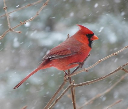 ptak kardynał mężczyzna