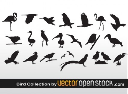kolekcja ptaków
