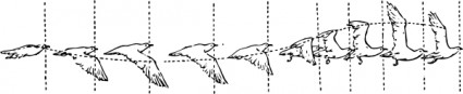 Vogel-Flug-ClipArt-Grafik