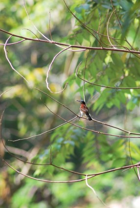 Bird Goa
