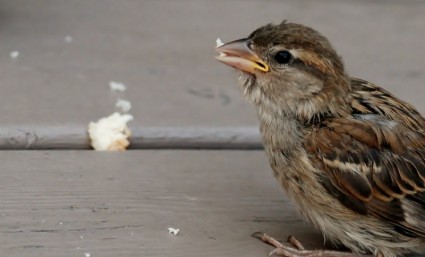 sparrow burung abu-abu