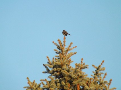 uccello su un albero top