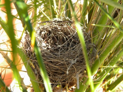 s oiseaux nichent nid de nature