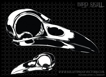cráneo de pájaro