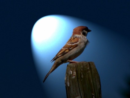 kuş sparrow doğa