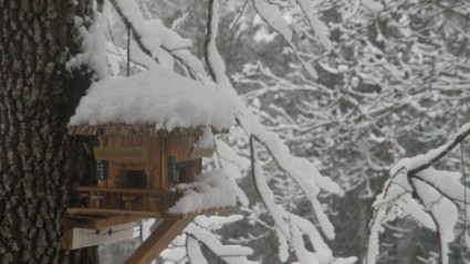 casa de passarinho na neve