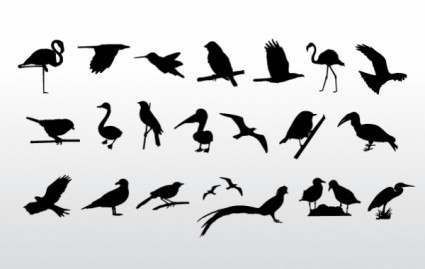 coleção de aves