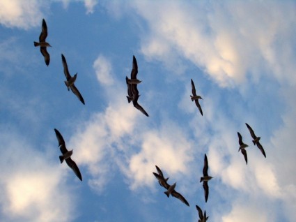 pássaros voando a silhueta