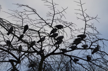 Pássaros em uma árvore