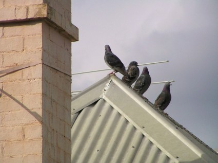 屋頂上的鳥