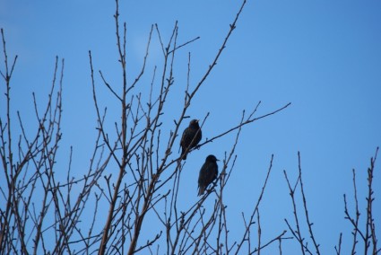 Vögel auf einem Baum