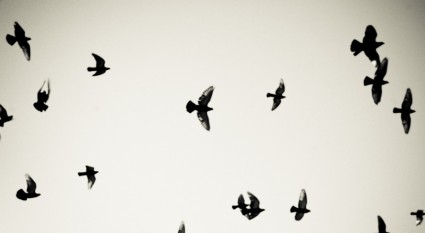 pichones de aves volando